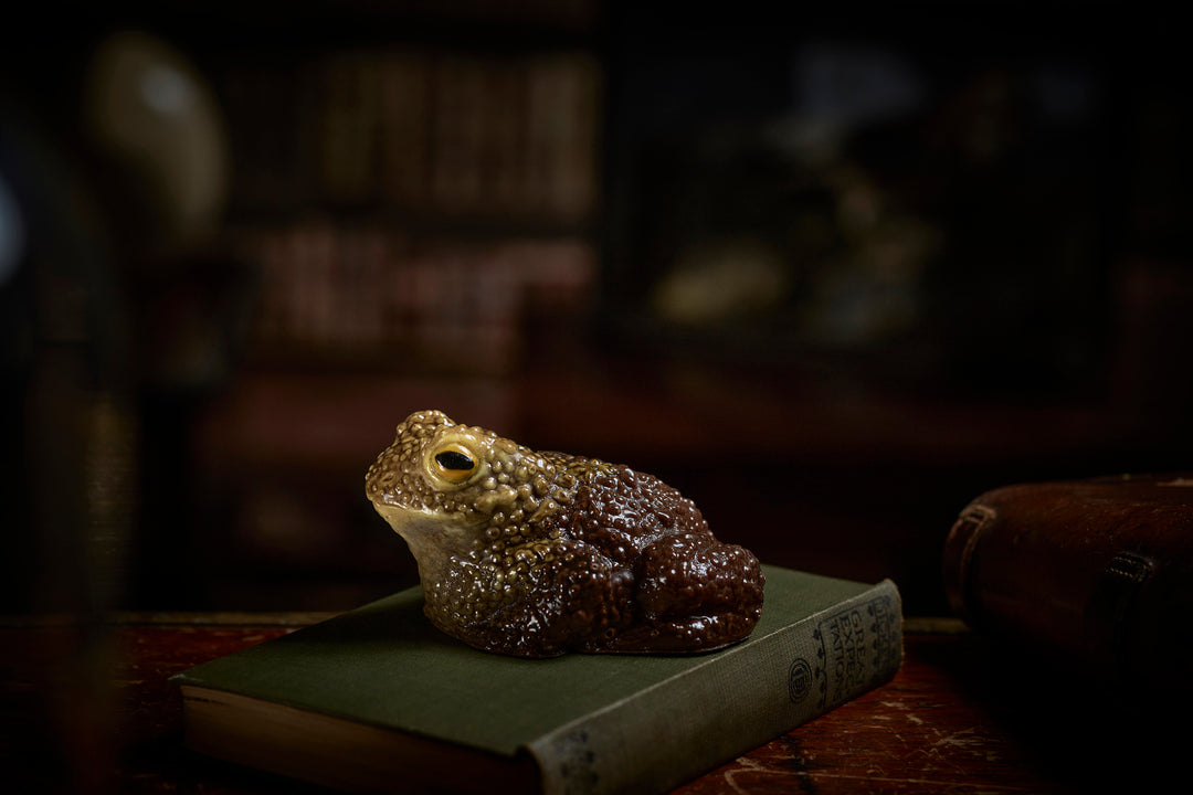 Chocolate Toad