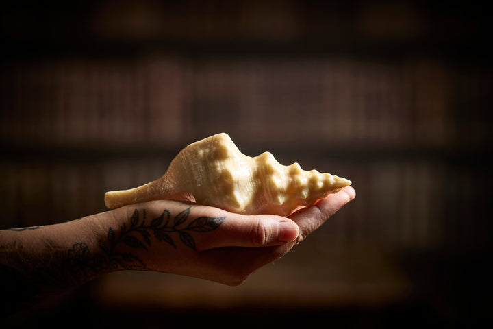 Large Chocolate Sea Shell
