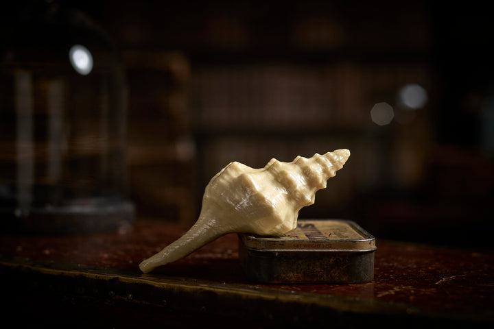 Large Chocolate Sea Shell