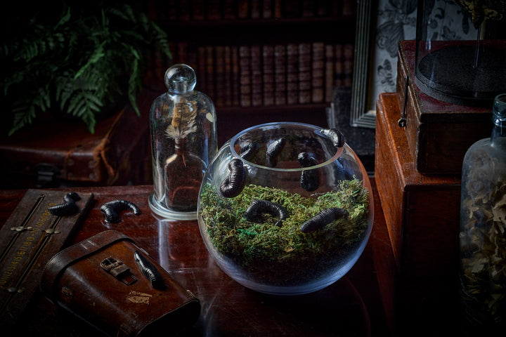 NEW! 14 Chocolate Leeches