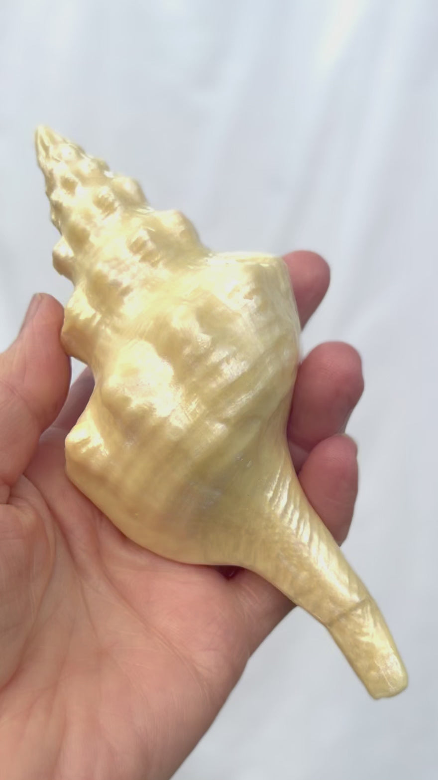 Large Chocolate Sea Shell