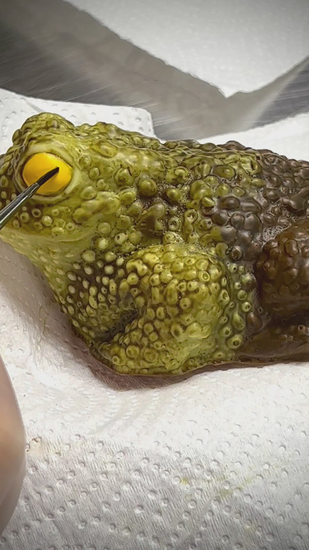 Chocolate Toad
