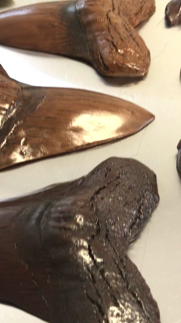 Chocolate Megalodon Tooth - Otodus megalodon