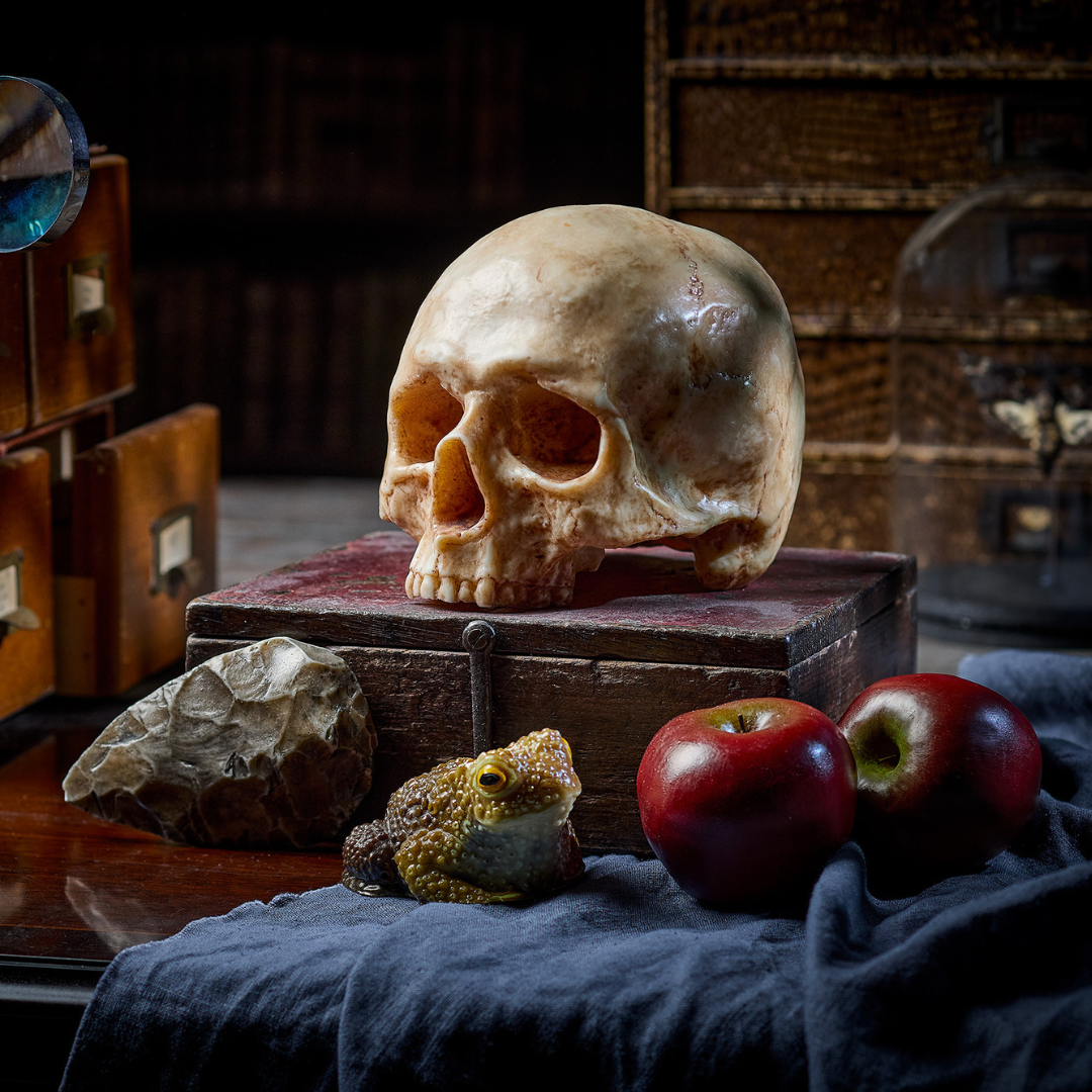 PRE-ORDER Chocolate Human Skull