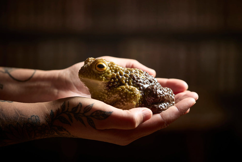 a realistically painted chocolate toad is cupped in two tattooed hands in a dark blurry room