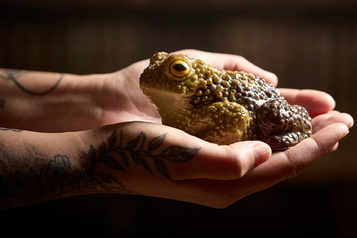 a realistically painted chocolate toad is cupped in two tattooed hands in a dark blurry room. By the Edible Museum Gift Shop 