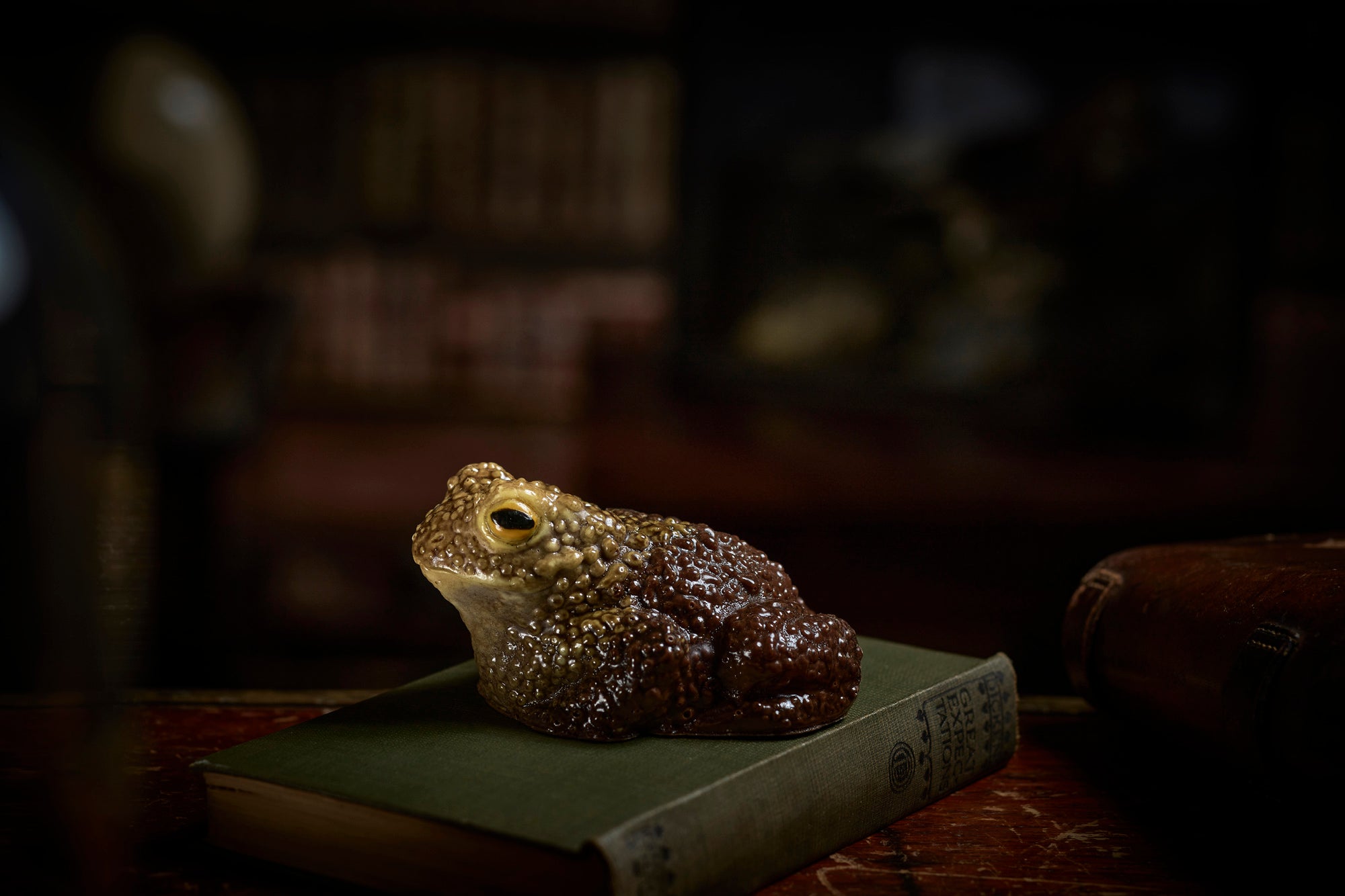 Handmade realistic chocolate toad / frog – The Edible Museum