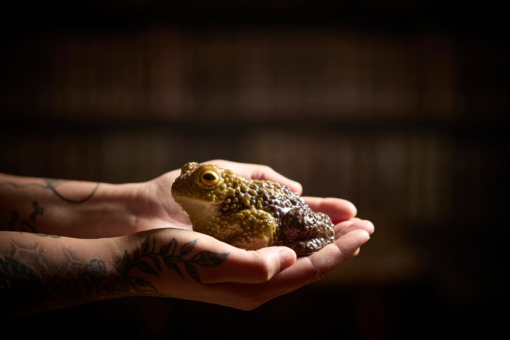 Handmade realistic chocolate toad / frog – The Edible Museum