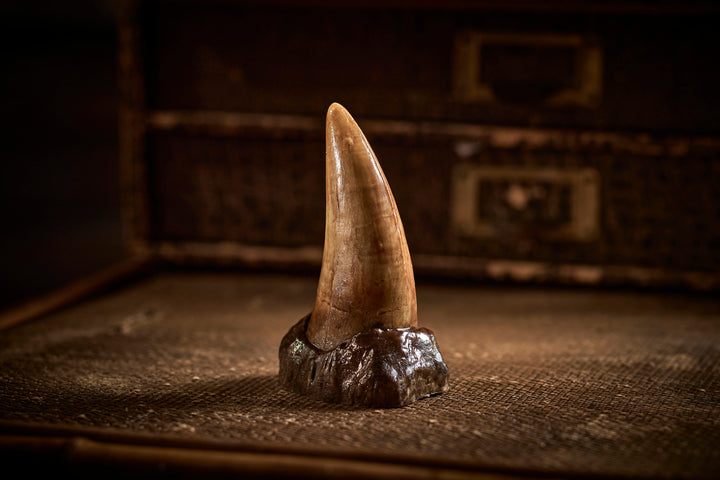 Chocolate T-Rex Tooth