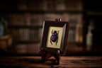 Chocolate Dung Beetle Image