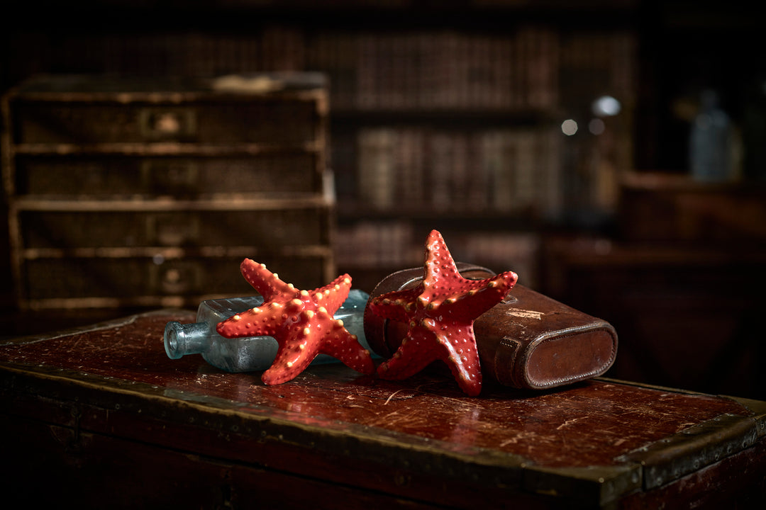 Chocolate Starfish The Edible Museum chocolate-starfish-the-edible-museum