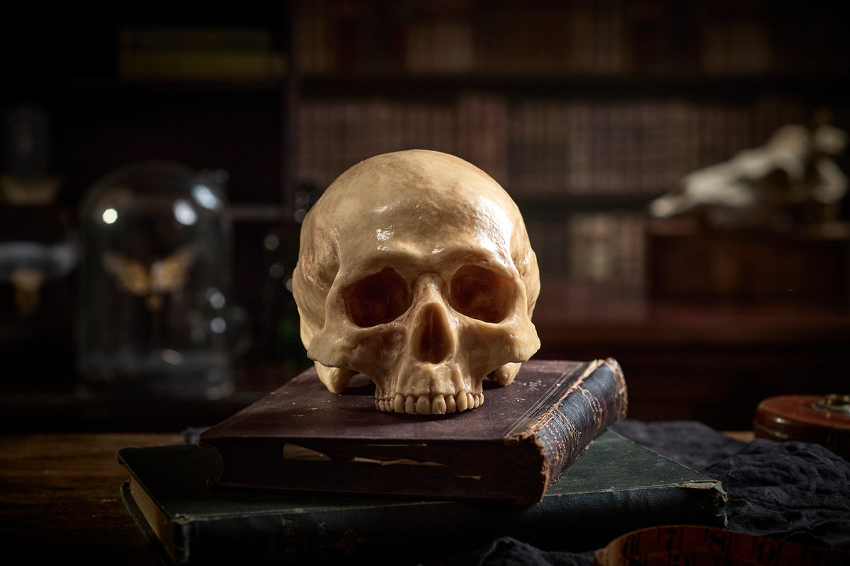 Edible Museum Chocolate skull for Halloween Gift Ideas 