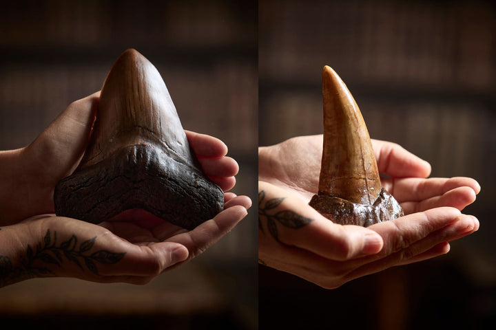 Chocolate Fossil Bundle
