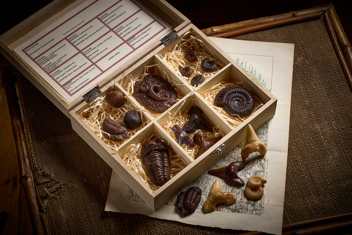 Hand-painted chocolate fossils displayed in wooden gift box – perfect fossil gifts