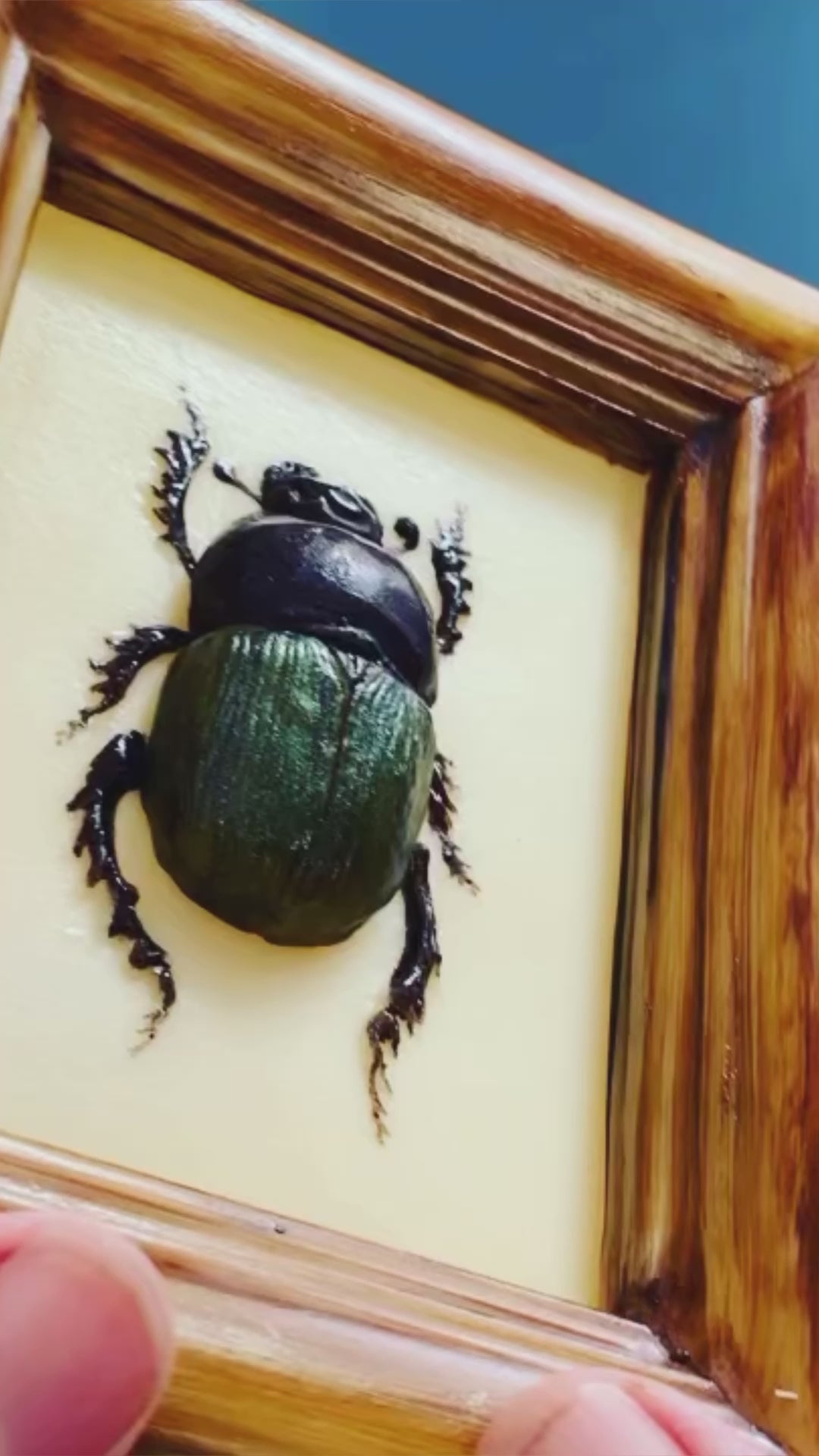 Chocolate Noble Chafer Beetle