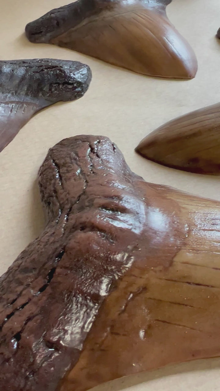 Chocolate Megalodon Tooth - Otodus megalodon