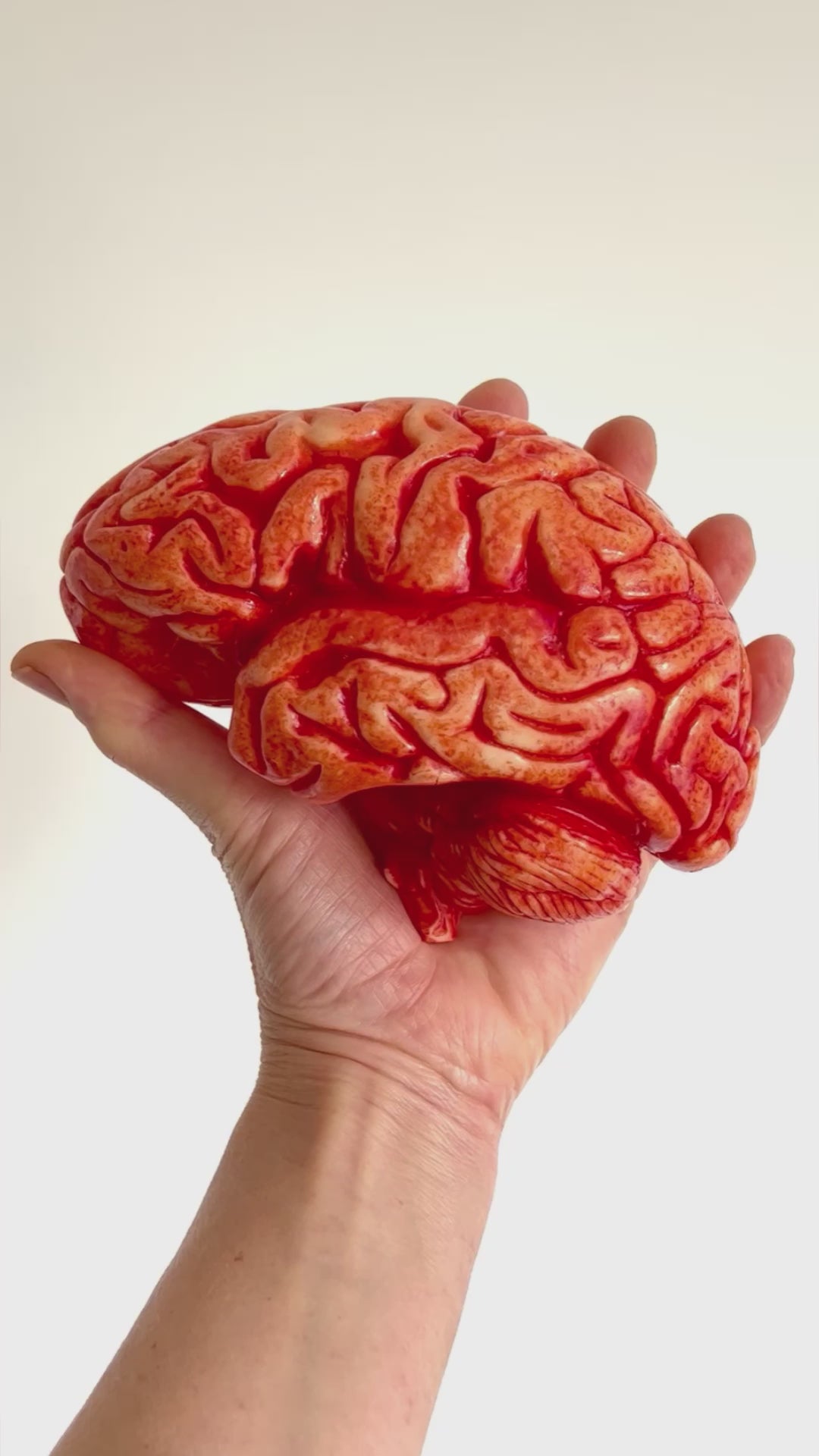 a hand holds a realistic chocolate brain and rotates it against white background. The Edible Museum