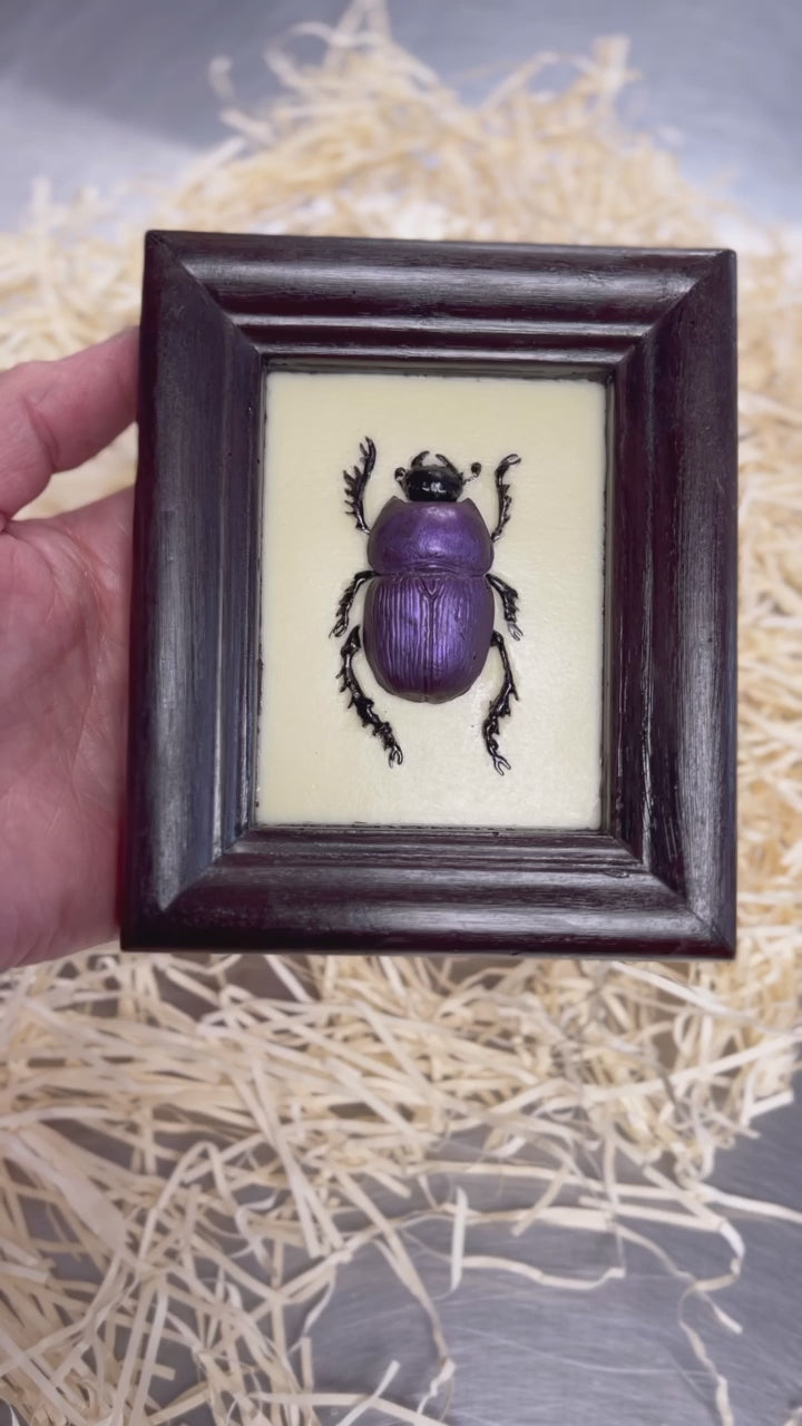 Chocolate Dung Beetle