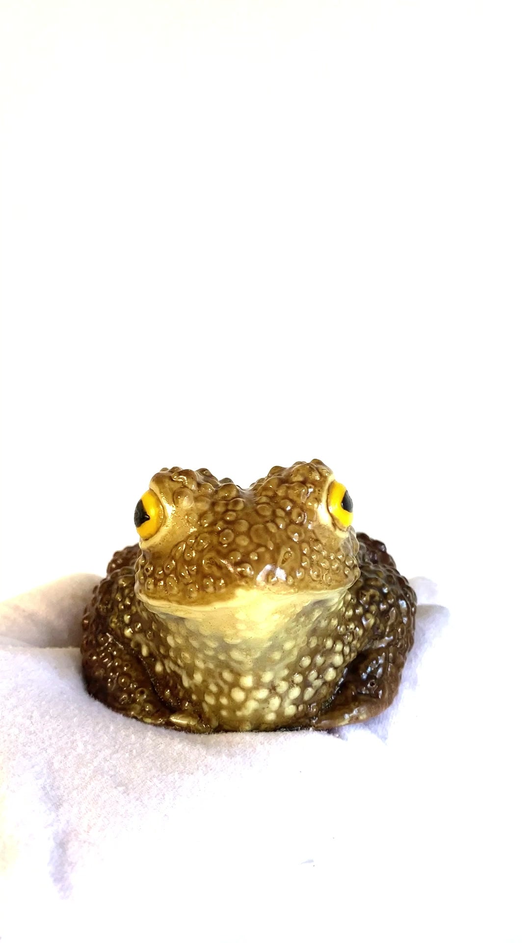 Chocolate toad video clip by the Edible Museum 